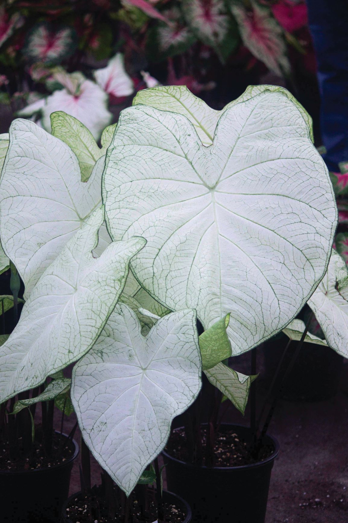 Caladiums Online - Bates Sons and Daughters - High Quality Fancy Leaf