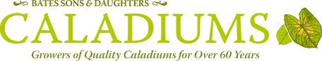 Bates Sons & Daughters - Growers of Quality Caladiums for Over 60 Years